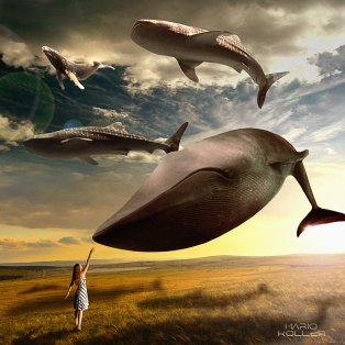 flying-whales